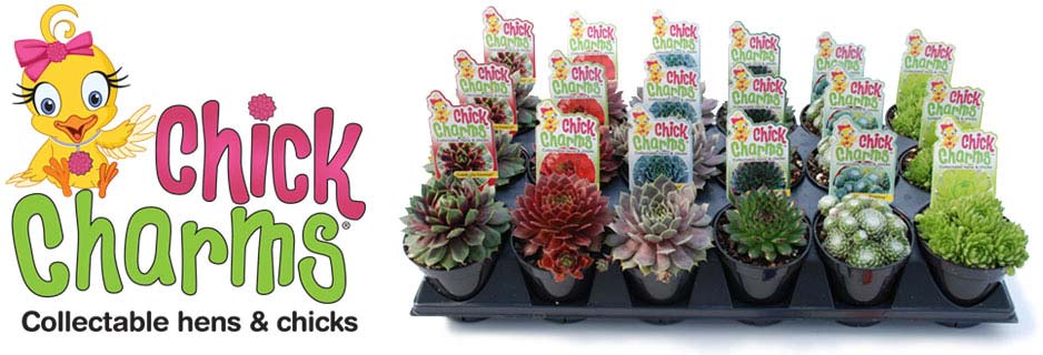 Chick Charms - Collectable Hens & Chicks